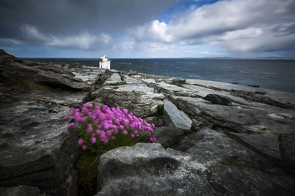 Flowers moved by the wind at Black head, Burren, Burren National Park, Clare, Ireland