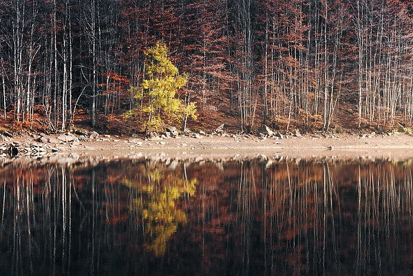 Forest reflection on the Lago Baccio during autumn, Appennines, Emilia Romagna, Italy