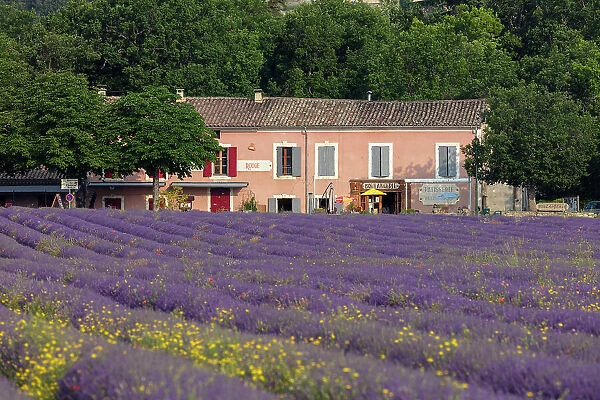 France, Provence-Alpes-Cote d'Azur, Simiane-la-Rotonde, a pink boulangerie with lavender in front