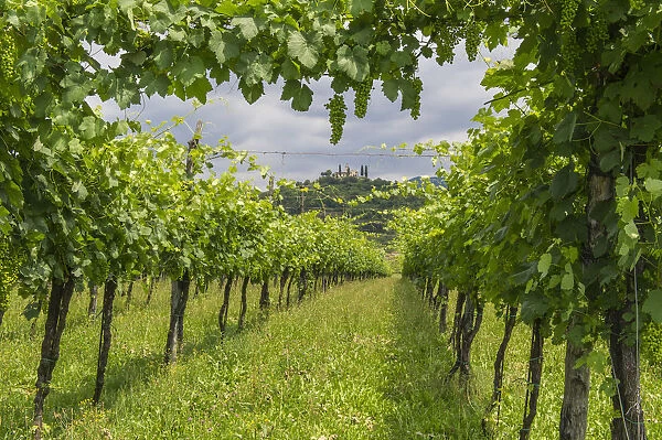 Franciacorta, Lombardy, Italy. Green vineyards