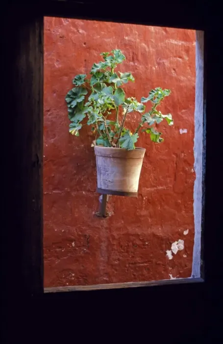 Framed Print : Geranium Pot Print through a Window Framed Print : Geranium Pot Print through a Window
