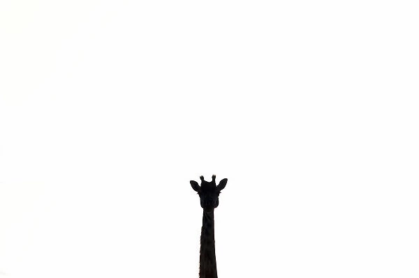 Giraffe in Serengeti, Tanzania