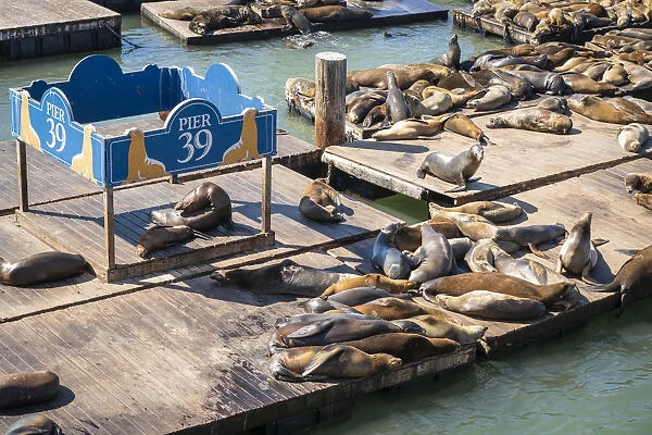 High angle view of California sea lions relaxing at Pier 39 on sunny day, San Francisco
