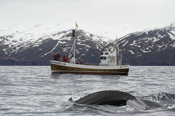 Husavik, northern Iceland. Whale watching