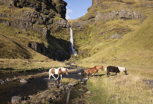 Icelandic horses walking across a river in front of a waterfall, South Iceland