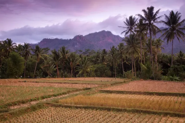 Framed Print : Borobudur Print - Java Landscape Framed Print : Borobudur Print - Java Landscape