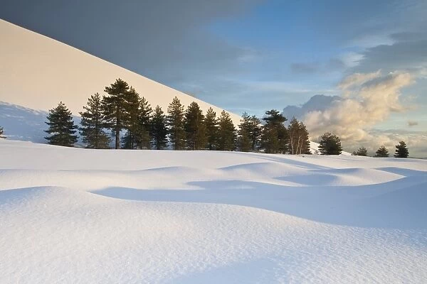 Italy, Sicily, Mt. Etna, Trees at the base of Sartorius crater after a heavy snowfall