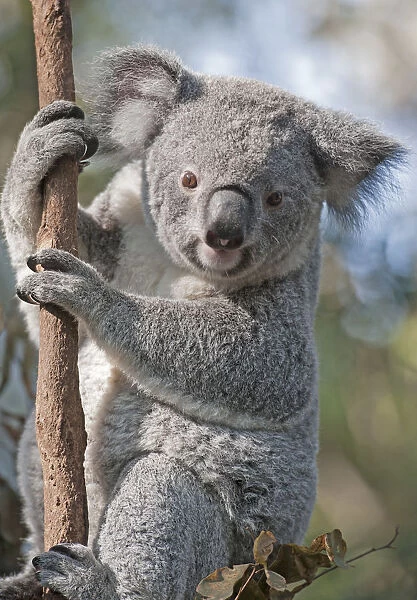 Koala (Phascolarctos Cinereous) on Eucalyptus tree, Brisbane, Queensland, Australia