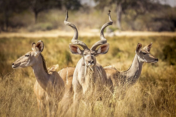 Kudu Family, Okavango Delta, Botswana
