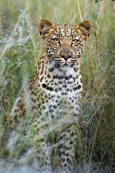 Leopard Portrait, Kalahari Desert, Botswana