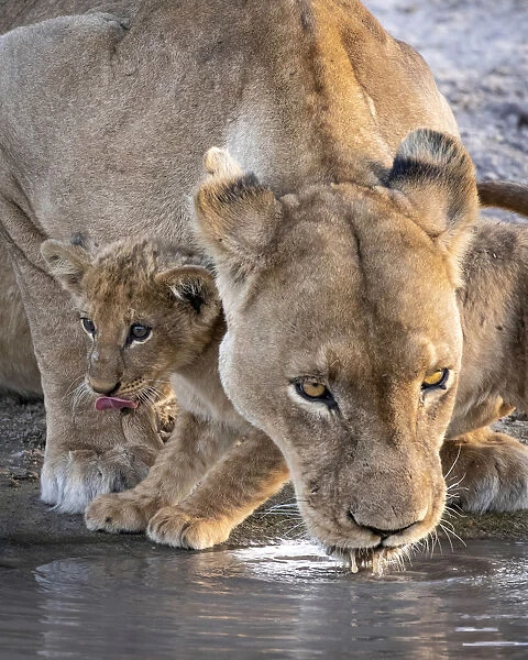 Lion cub and mother drinking, Savuti, Chobe National Park, Botswana
