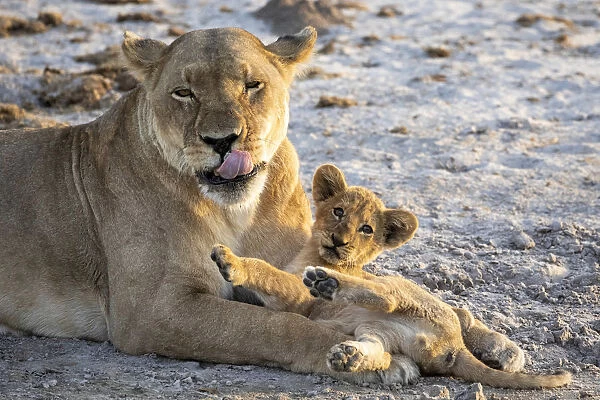 Lion cub and mother, Savuti, Chobe National Park, Botswana