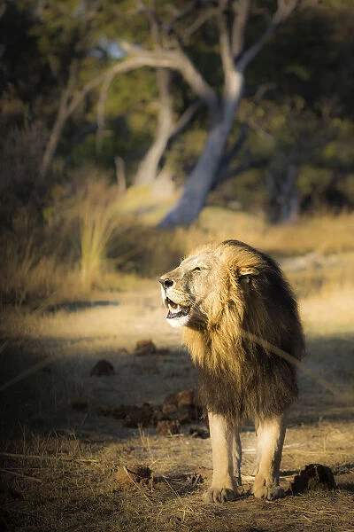 A lion emerging from the bush in the morning lights at Xakanaxa, in Moremi Game Reserve