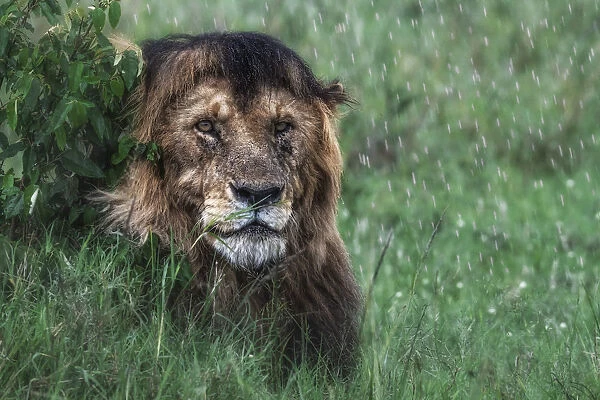 Lion in the rain (panthera leo) in the msai mara national reserve, kenya