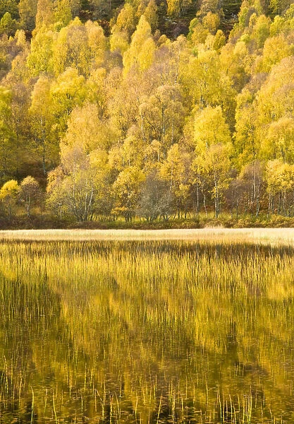 Loch reflections, Cairngorms National Park, Highlands, Scotland, UK