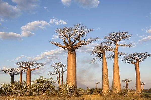 Madagascar, Morondava, Les Allae des Baobabs at sundown
