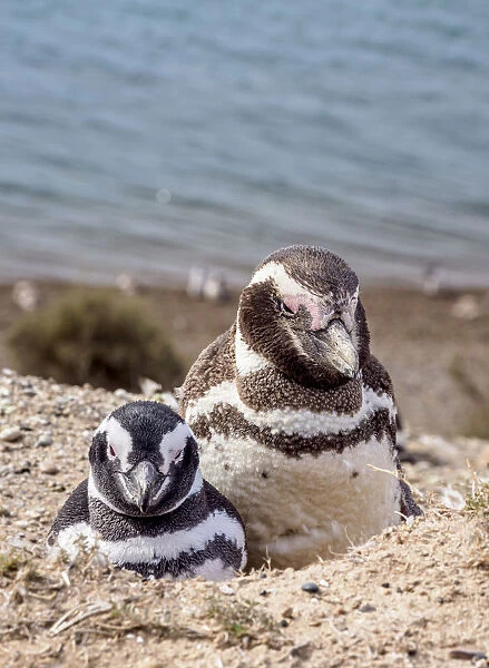 Magellanic penguins (Spheniscus magellanicus) in Caleta Valdes, Valdes Peninsula