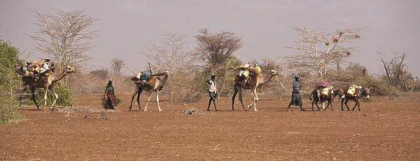 Merti, Northern Kenya. A nomadic Somali family migrates to find new grazing in drought