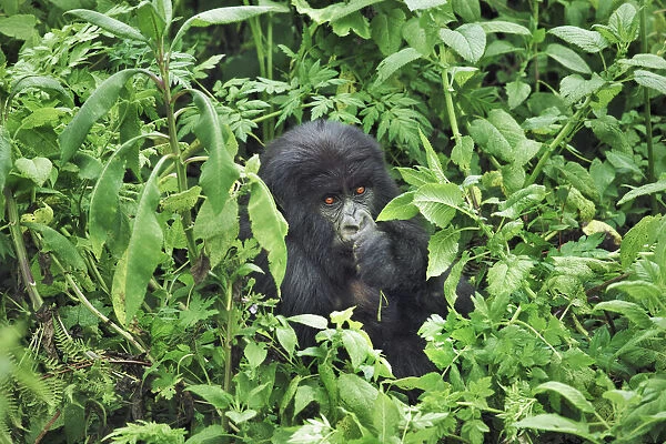 Mountain gorilla - Rwanda, Volcanoes National Park - Parc National des Volcans