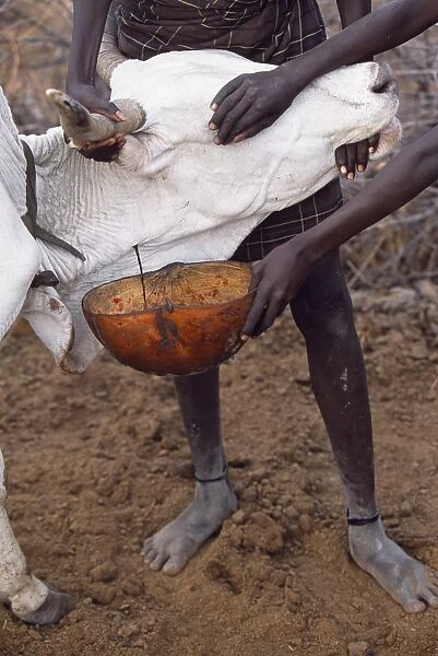 A Nyangatom boy catches blood from the artery of a cow in a gourd