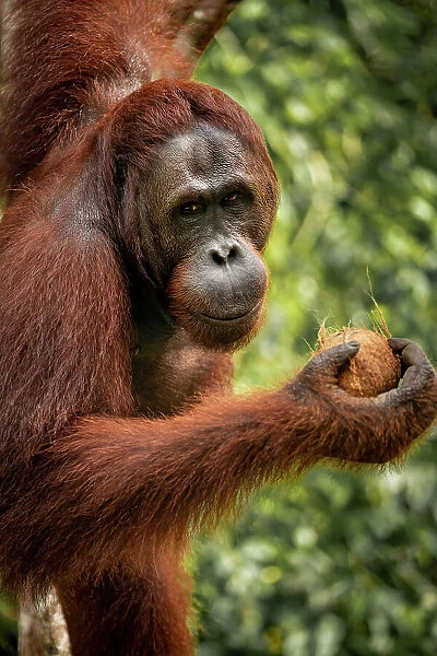 Orangutan at Semenggoh Wildlife Rehabilitation Center, Sarawak, Borneo, Malaysia, Asia