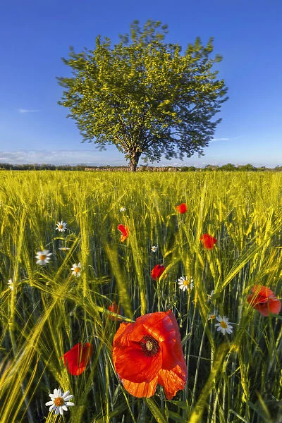 Poppies at sunset in the fields, Dairago, Milan, Lombardy, Italy, Southern Europe