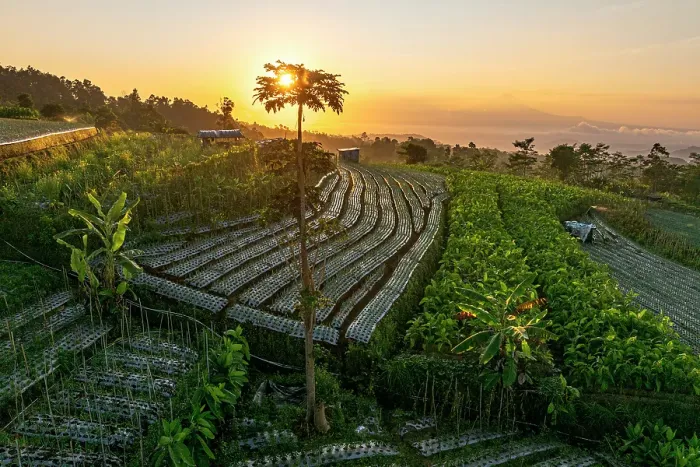 Framed Print : Terraced Fields Print, Central Java Landscape Framed Print : Terraced Fields Print, Central Java Landscape