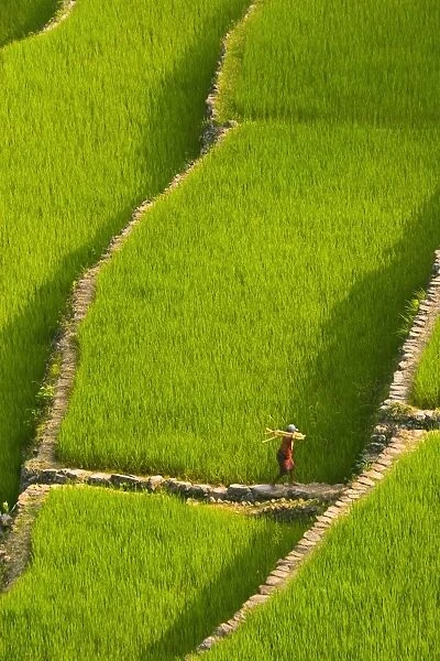 Rice terraces of Batad at Banaue, Luzon Island, Philippines