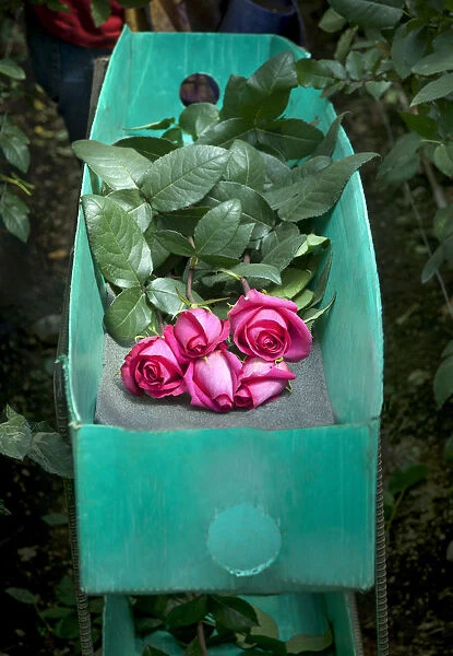 Rose Farm, Picked Red Roses Are Stacked In A Green Box, Eucador is One of The Largest