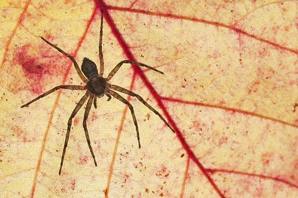 A Running Crab Spiders (Philodromus sp. ) photographed in backlight with autumn colors