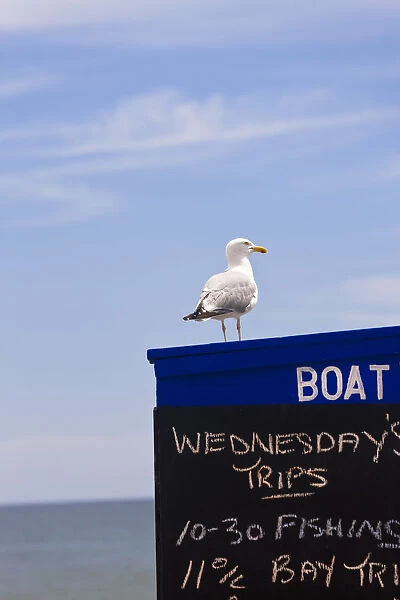 Sea gull sat on boat trip hut, Goodrington, Devon, UK