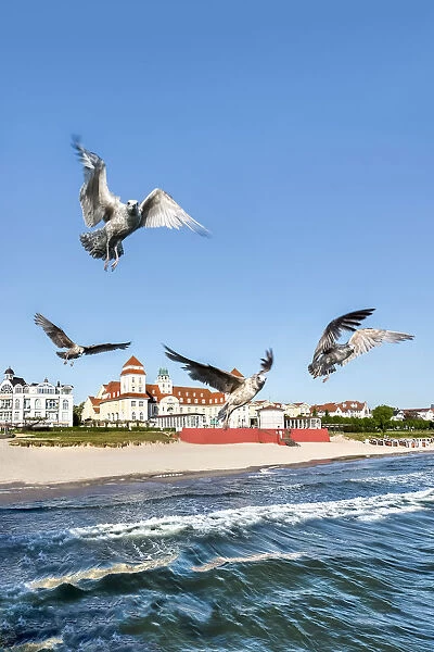 Seagulls and Kurhaus, Binz, RAogen Island, Mecklenburg-Western Pomerania, Germany