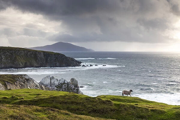 A sheep walks along the cliffs, Achill Island, County Mayo, Connacht province