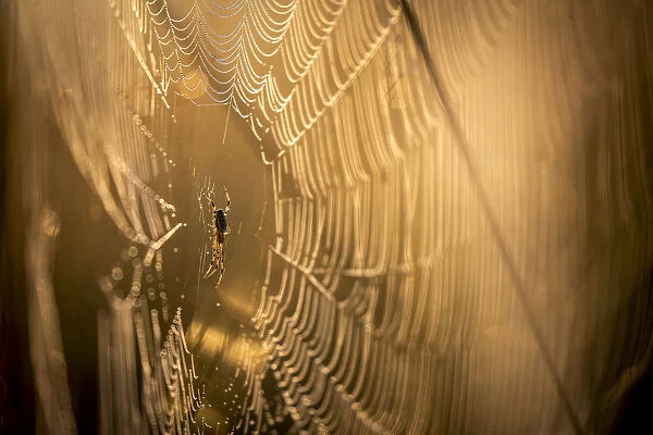 Spider on dew dropped web, Moremi Game Reserve, Okavango Delta, Botswana