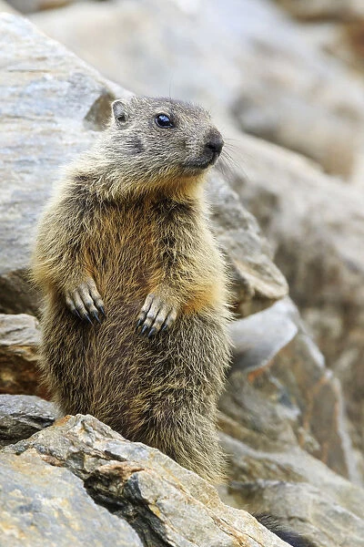 Stelvio National Park, Lombardy, Italy. Alpine marmot