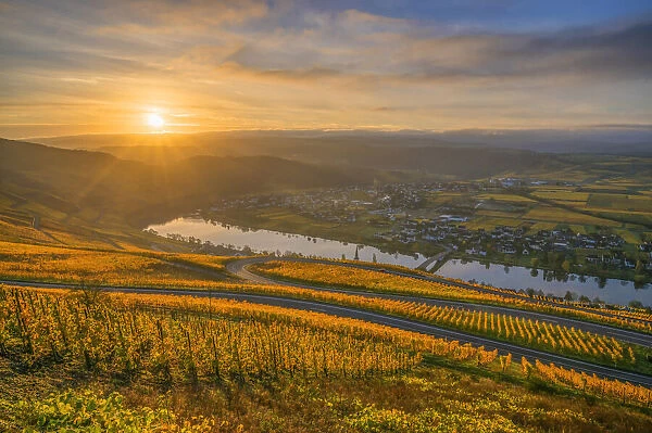 Sunrise above the vineyards of Piesport, Mosel valley, Rhineland-Palatinate, Germany
