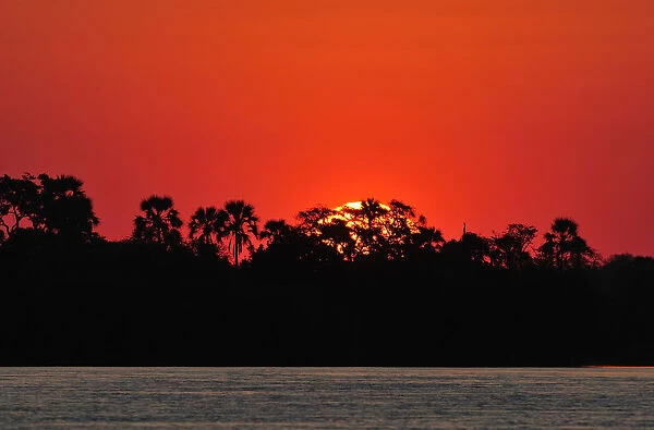Sunset over water with palm trees, , Zambezi River, near Victoria Falls, Zimbabwe, Africa