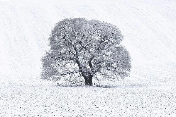 Sweet Chestnut (Castanea sativa) in snow-covered field, Keysely Down, Wiltshire, England
