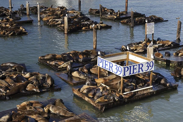 USA, California, San Francisco, Fishermans Wharf, Pier 39, Sea Lions
