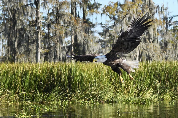 USA, Deep South, Louisiana, Atchafalaya Basin, Bald Eagle in flight