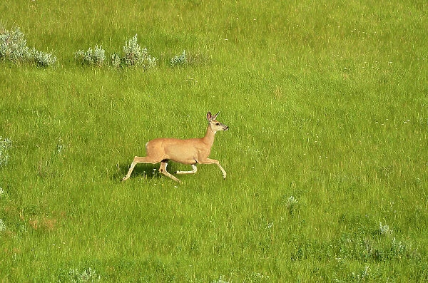 White-tailed deer (Odocoileus virginianus) Grasslands National Park, Saskatchewan, Canada