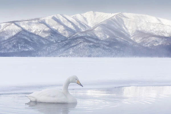 Whooper Swan (Cygnus cygnus), Lake Kussharo, Hokkaido, Japan