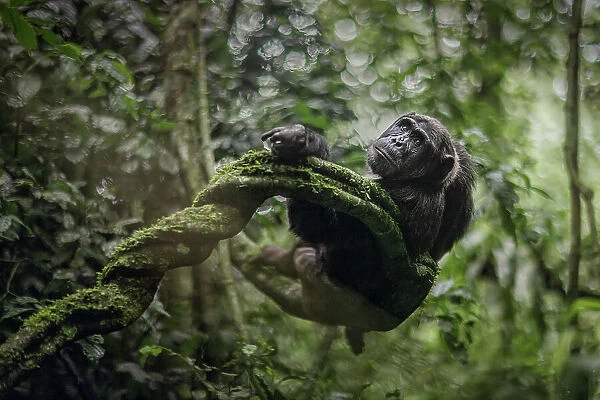 Wild chimp in Kibale forest national park, Uganda