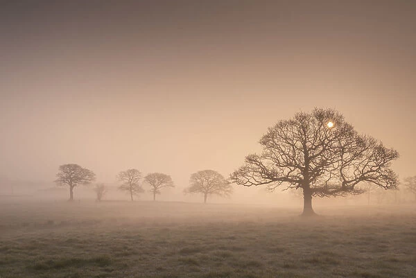 Winter sunrise over mist shrouded oak trees, Devon, England. Winter