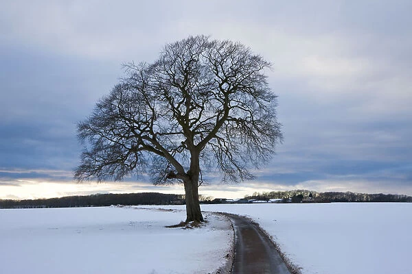 Winter tree & country lane, Gloucestershire, UK