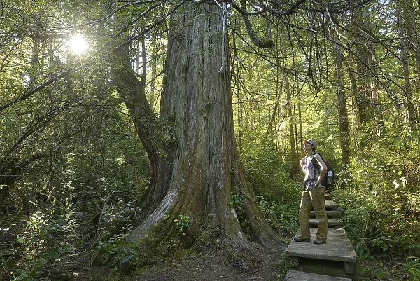 Woman hiker standing in Forest at Cape Alava, Olympic National Park, Clallam County
