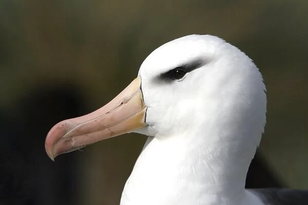 Adult black-browed albatross (Thalassarche melanophrys) (head detail) at Devils Nose on New Island in the Falkland Island Group