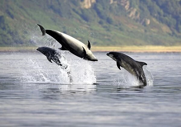 Three adult Bottlenose Dolphins (Tursiops truncatus) breaching together, socialising in the Moray Firth, Scotland