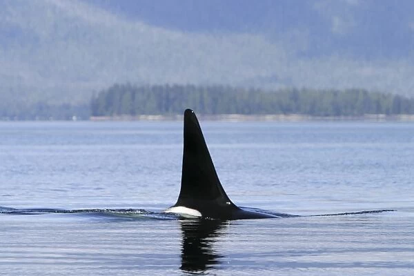 Adult bull Orca - also called Killer Whale - (Orcinus orca) surfacing in the calm waters of Southeast Alaska, USA. Note the exceptionally tall dorsal fin - the field diagnostic for a mature male Orca (Restricted Resolution - please contact