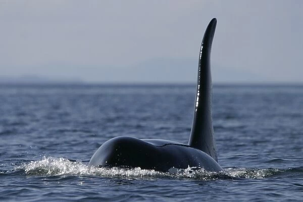 Adult Bull Orca (Orcinus orca) surfacing in Southeast Alaska, USA. Pacific Ocean